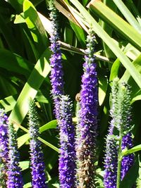 Close-up of purple flowers