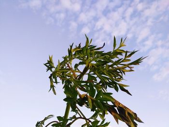 Low angle view of plant against sky