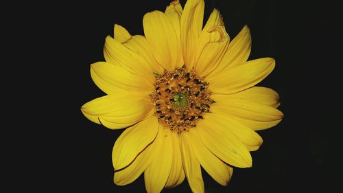 Close-up of sunflower against black background