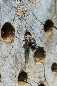 Close-up of bee on tree trunk