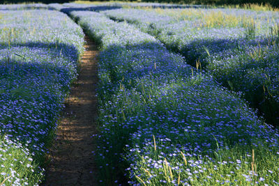 Purple flowering plants on field