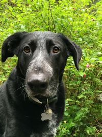 Close-up of a dog