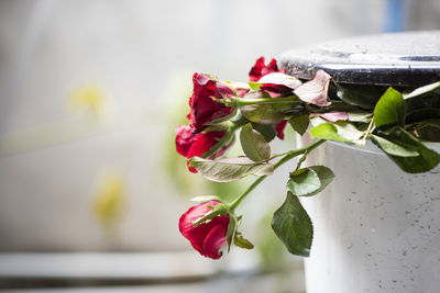 Close-up of rose plant