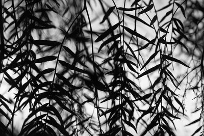 Full frame shot of tree