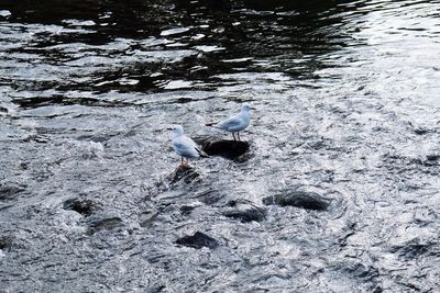 High angle view of birds