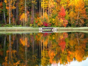 Reflection of trees in lake