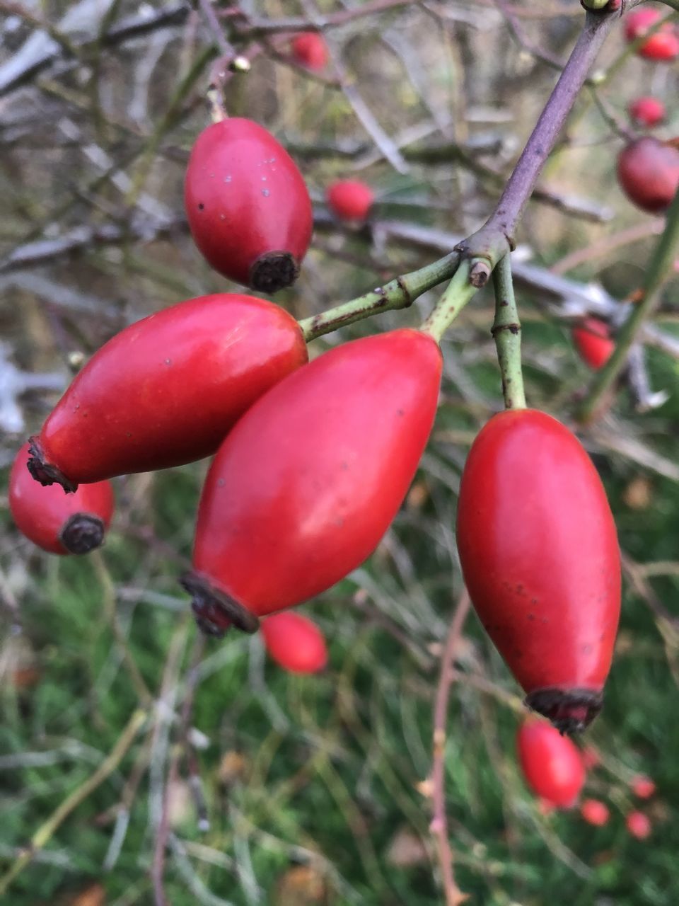 CLOSE-UP OF RED BERRIES GROWING ON PLANT