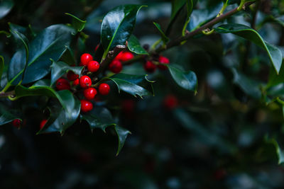 Close-up of red berries growing on tree