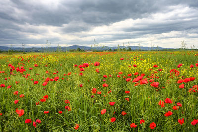 Red poppies on field against sky