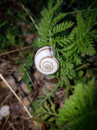 Close-up of snail on plant