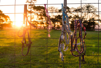 Bridles hanging on fence at field