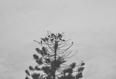 Low angle view of tree against sky