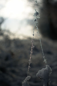 Close-up of frozen plant