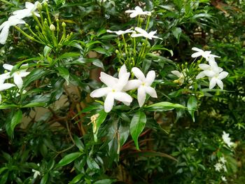 Close-up of white flowering plants