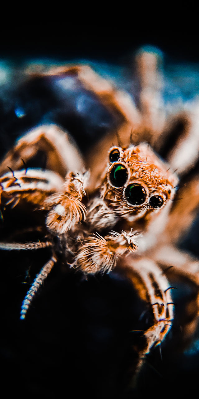 MACRO SHOT OF SPIDER ON WEB