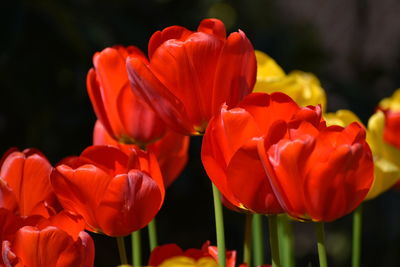 Close-up of red tulips on field