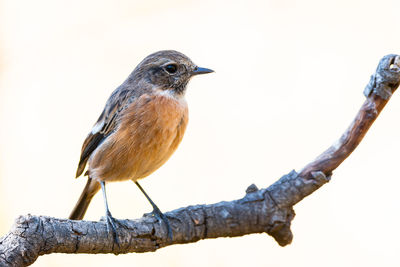 Low angle view of bird perching on branch against clear sky