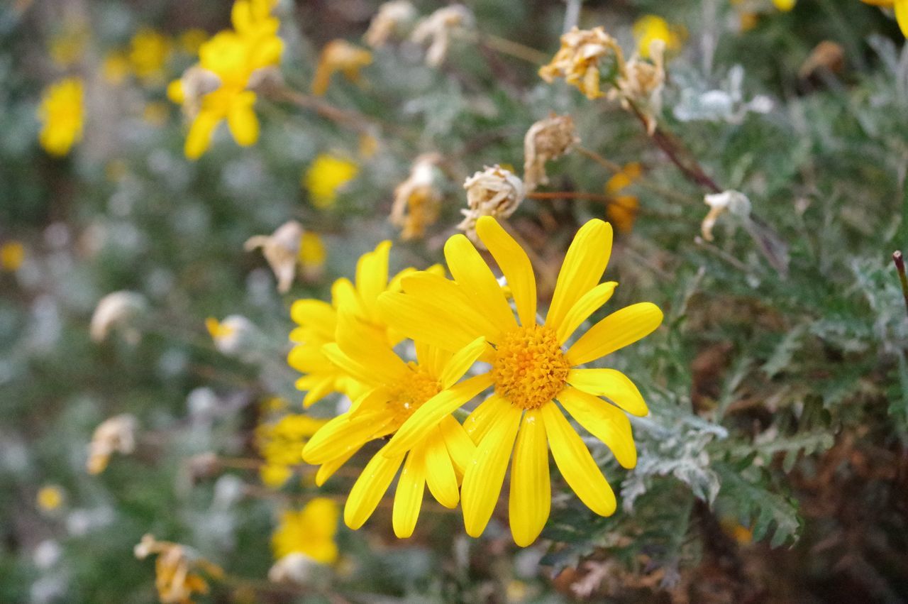 flower, nature, growth, yellow, beauty in nature, petal, plant, fragility, outdoors, no people, blooming, close-up, day, flower head, freshness, insect, animal themes