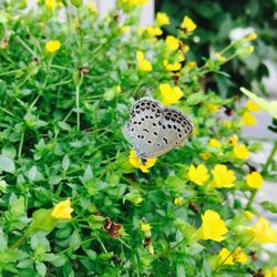 Close-up of butterfly on flower