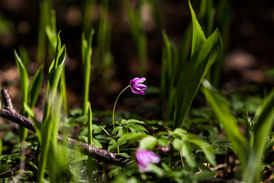 Close-up of pink crocus flower