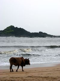 A brown cow at a sandy beach in india.