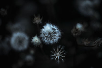 Close-up of dandelion flower