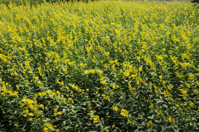 Yellow flowers growing on field