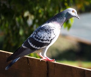Close-up of bird perching outdoors