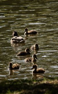 Ducks swimming in lake