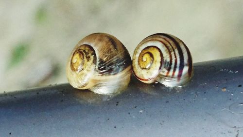 Close-up of snail