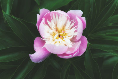 Close-up of pink lotus water lily