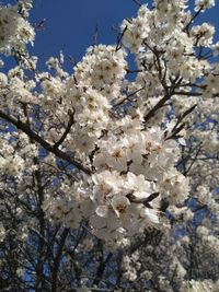 Low angle view of apple blossoms against sky