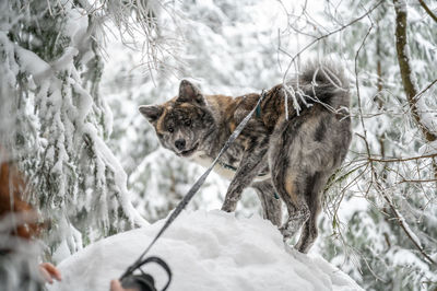 Dog standing on snow covered field