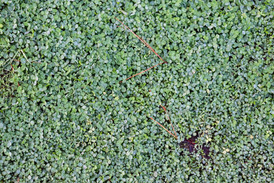 Full frame of clover in morning dew