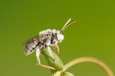 Close-up of insect on flower