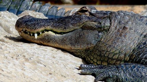 Close-up of crocodile