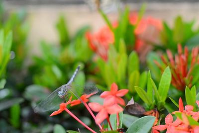 Close-up of flower on plant