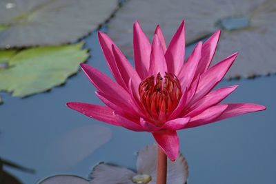 Close-up of pink lotus water lily in lake
