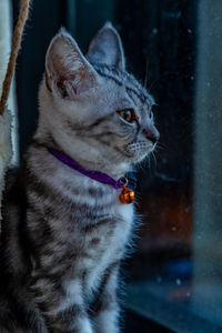 Close-up of a cat looking away