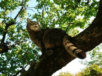 Low angle view of cat sitting on tree