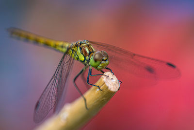 Close-up of dragonfly