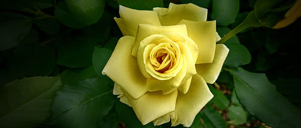 Close-up of rose