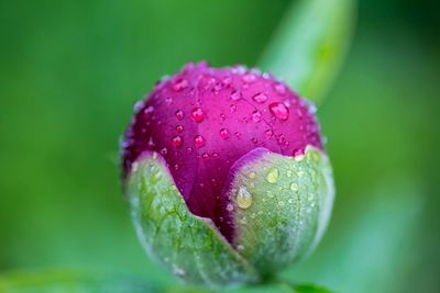 Close-up of water drops on flower