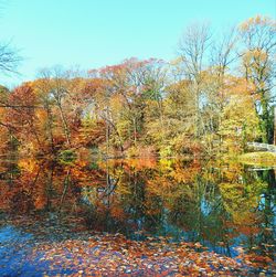 Trees in autumn