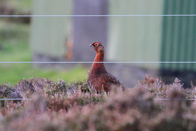 Close-up of a bird on field