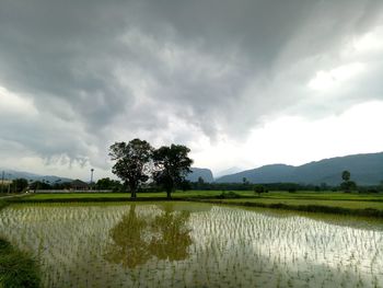 Scenic view of agricultural field against sky