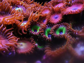 Close-up of coral in sea