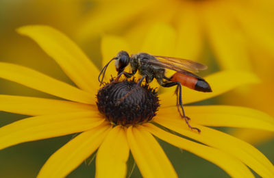 Close-up of insect on yellow flower