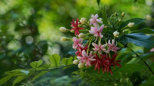 Close-up of pink flowering plant