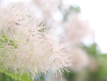 Close-up of fresh flower plant